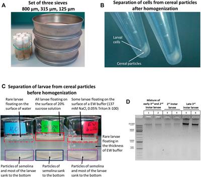 Application of the 3C Method to Study the Developmental Genes in Drosophila Larvae